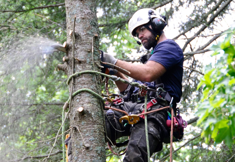 tree arborist on the Gold Coast