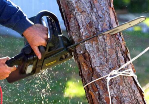 5 Signs That You Need to Hire Tree Removal in Rodney