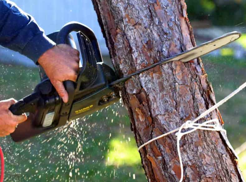 tree removal in Rodney