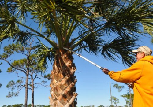 How Palm Tree Removal Can Improve the Look of Your Gold Coast Garden?