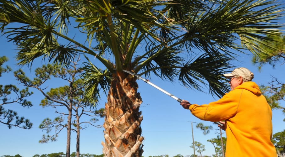 palm tree removal on the Gold Coast