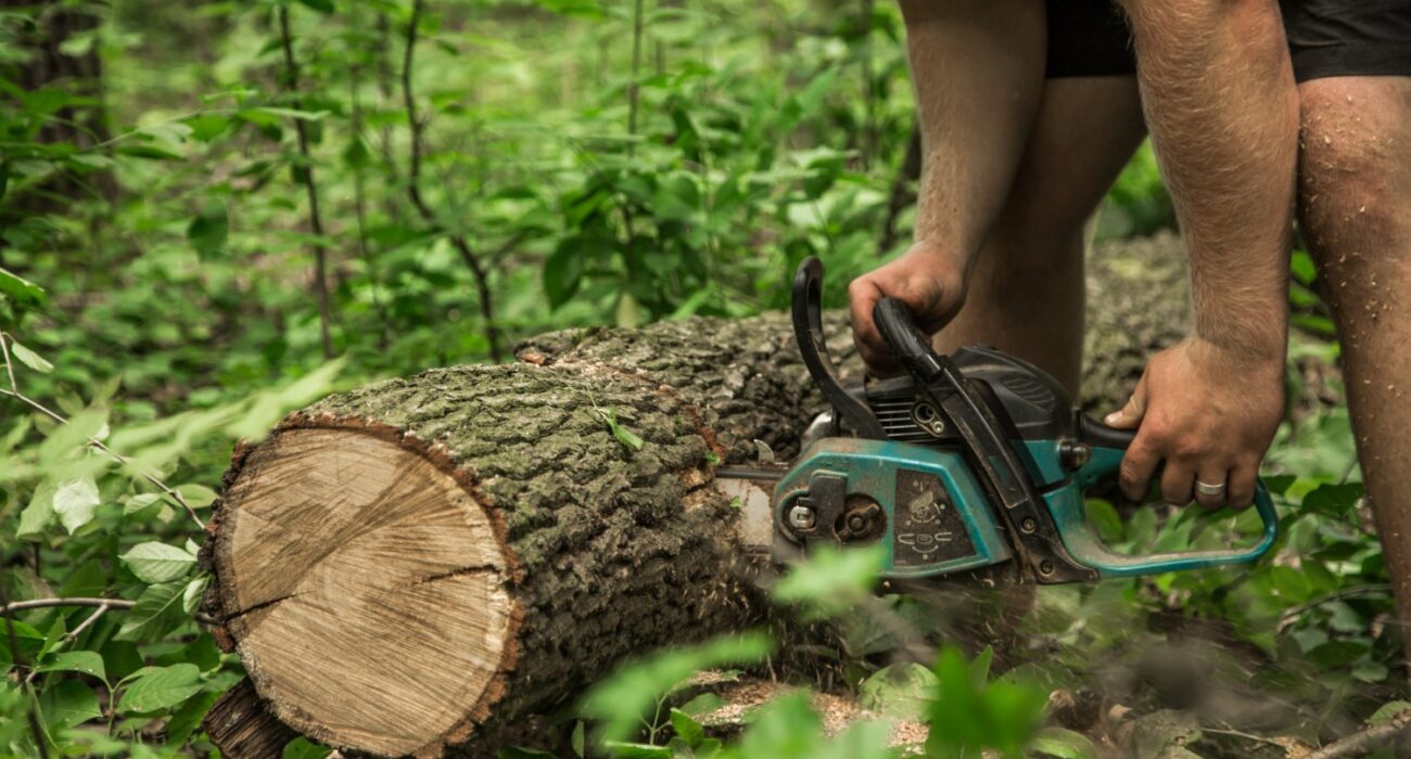 Clear Signs You Need Stump Grinding on the Gold Coast