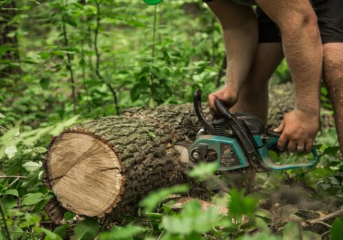 Clear Signs You Need Stump Grinding on the Gold Coast