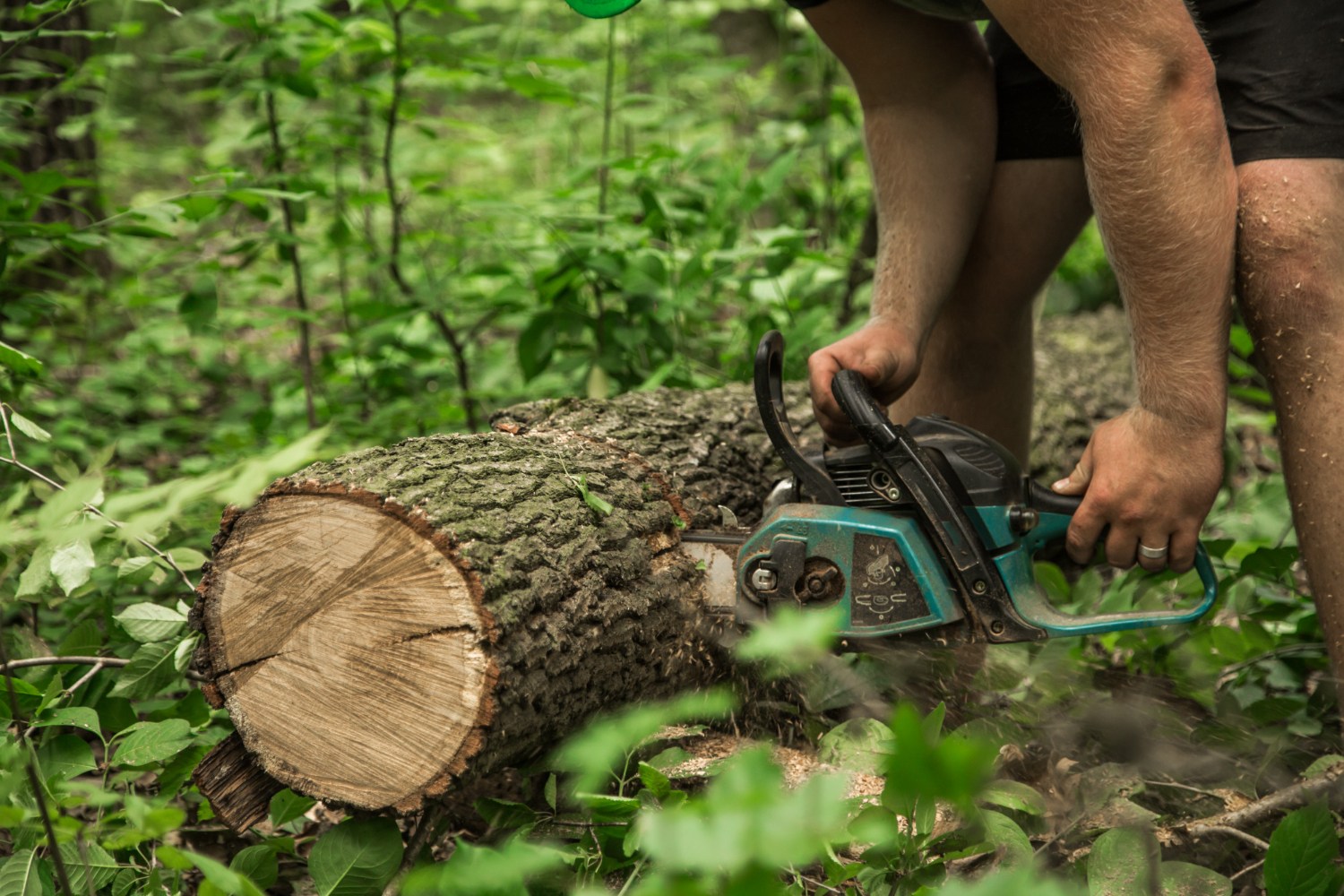 stump grinding on the Gold Coast