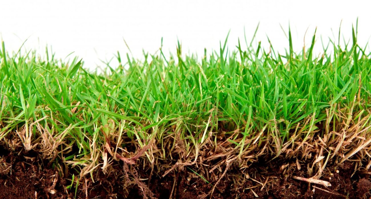 A Guide to Detecting Quality Mulch on the Gold Coast