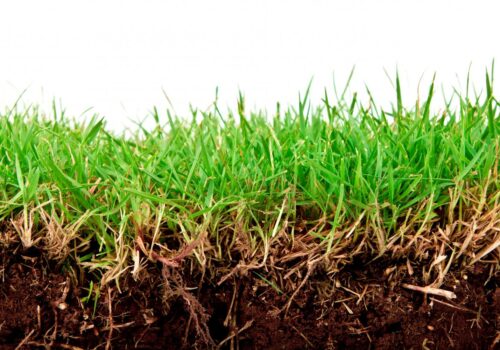 A Guide to Detecting Quality Mulch on the Gold Coast