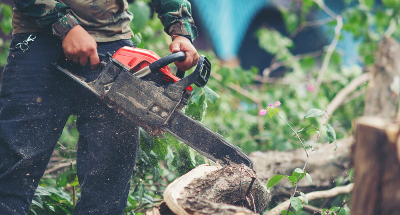The Importance of Timely Stump Grinding on the Gold Coast
