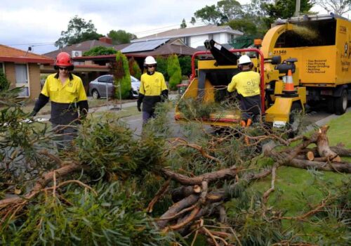 Palm Tree Removal Gold Coast from Clean Cut Trees: Expert Tree Services on the Gold Coast