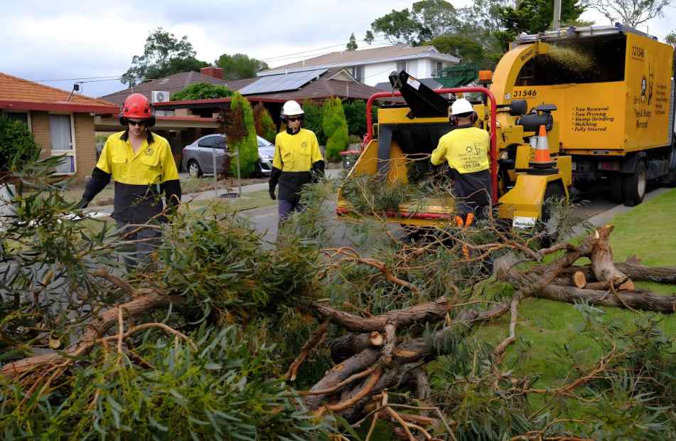 Palm Tree Removal Gold Coast from Clean Cut Trees: Expert Tree Services on the Gold Coast